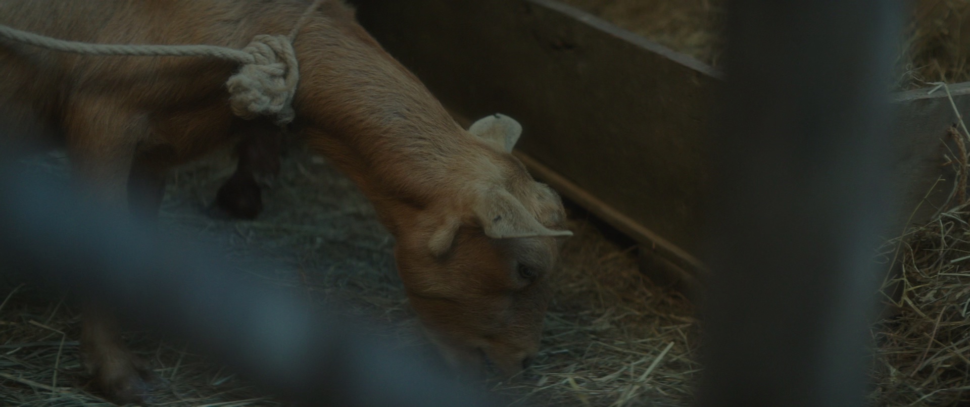 使徒保罗